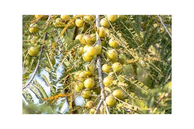 Amla - starożytny skarb ajurwedy i sekret pięknych włosów