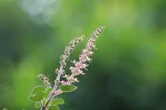 Tulsi - święta bazylia i jej magiczne właściwości dla zdrowia włosów