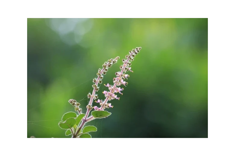 Tulsi - święta bazylia i jej magiczne właściwości dla zdrowia włosów