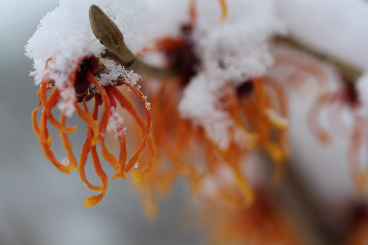 Oczar wirginijski Hamamelis Virginiana