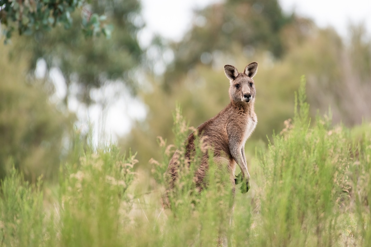 Australia